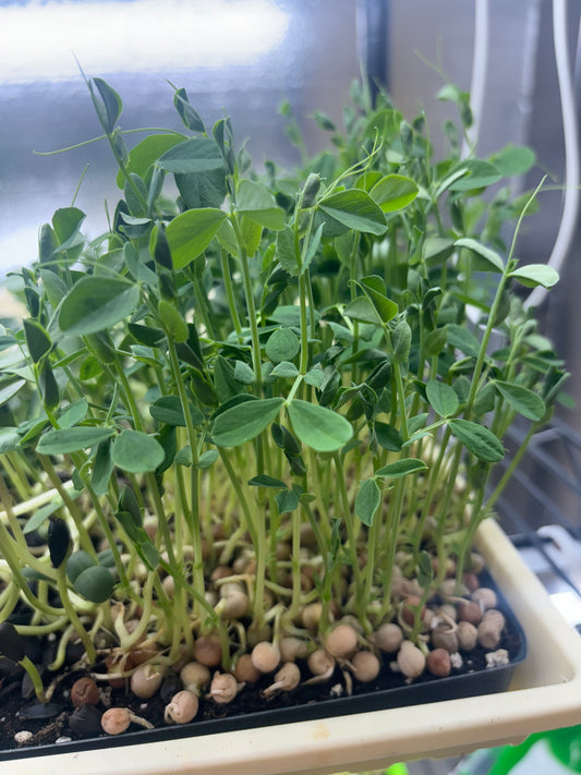 8 oz Fresh Speckled Pea Shoots