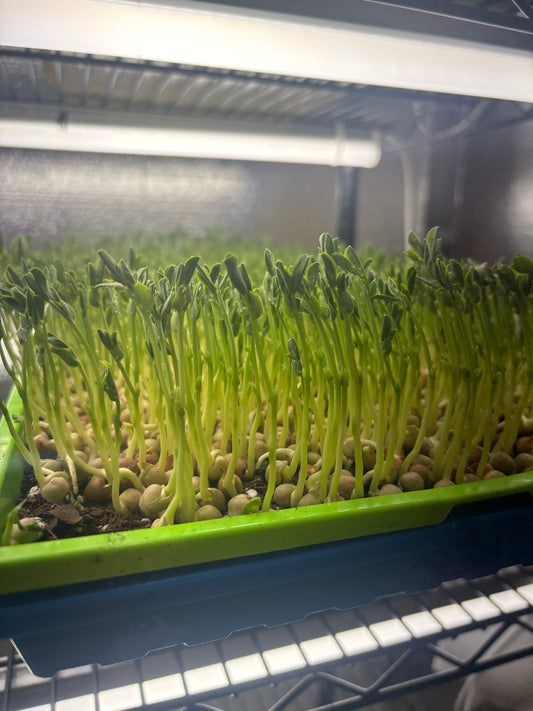 8 oz Fresh Speckled Pea Shoots