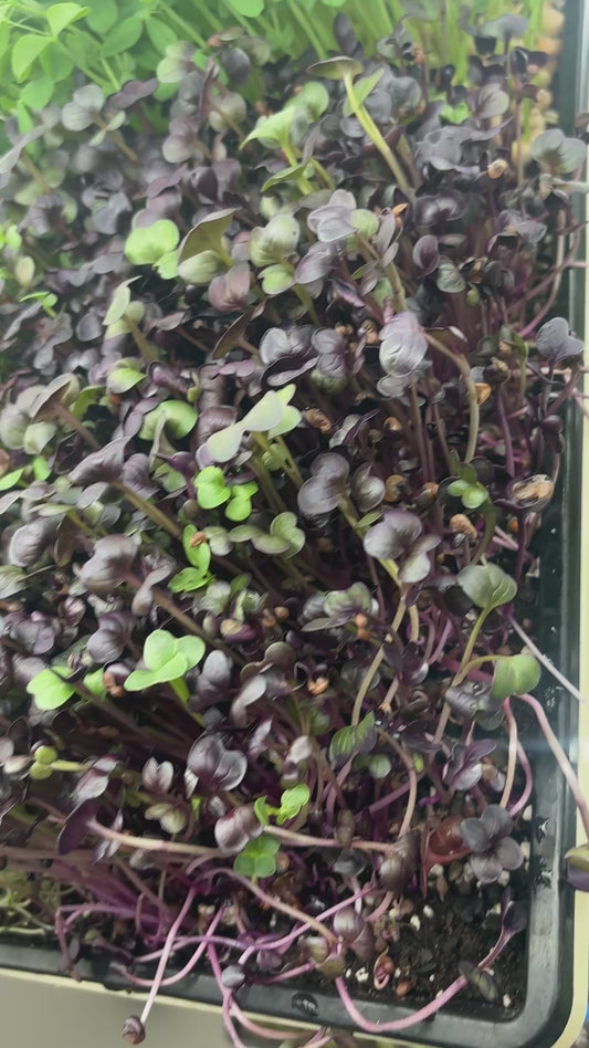 Organic Rambo Purple Sprouting Radish